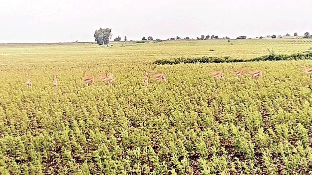 జింకల బెడదతో రైతుల బెంబేలు