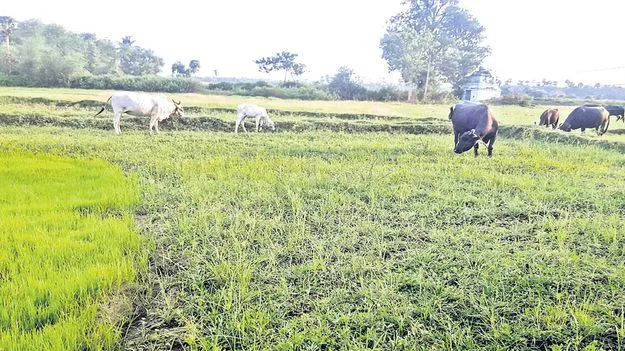 కష్టాల్లో అన్నదాతలు