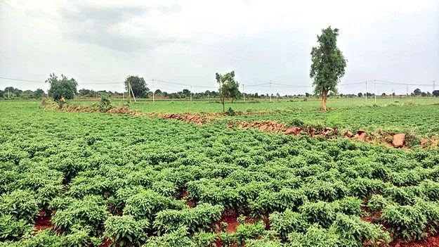 పులకించిన నేల తల్లి  