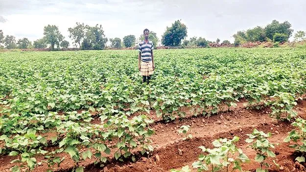 మైనింగ్‌ గద్దలు..!