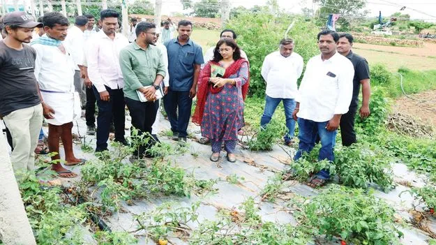 తీగ పందిరి పంటలతో అధిక లాభాలు 