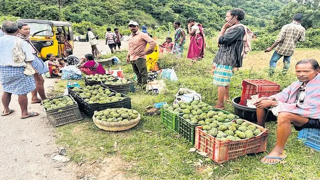 సీతాఫలం ధర పతనం