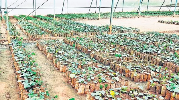 మేలి రకం మిరియాల ఉత్పత్తికి బ్రేక్