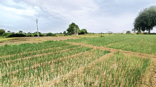 పంటలు ఎండిపోతున్నాయ్..!