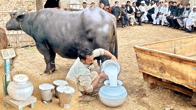 పల్లె పాలవెల్లి