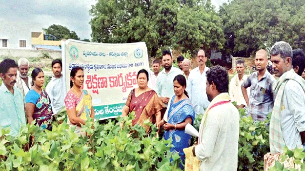 సస్యరక్షణ చర్యలు చేపట్టండి: శాస్త్రవేత్త 