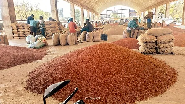     కందుల ధర పతనం