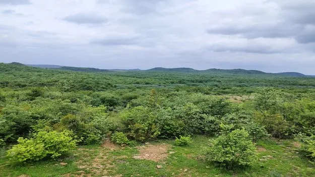 వనమెల్లా చెరిచి..