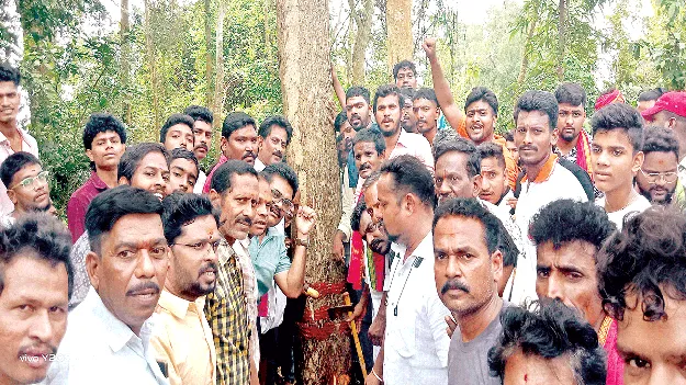 సిరిమాను చెట్లకు ప్రత్యేక పూజలు