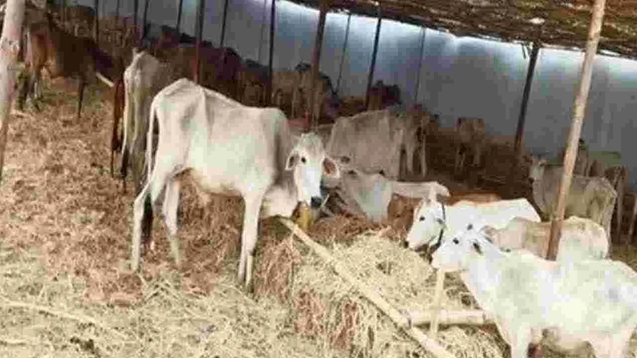 Rajanna Sircilla: రాజన్న గోశాలలో మరో మూడు కోడెల మృతి
