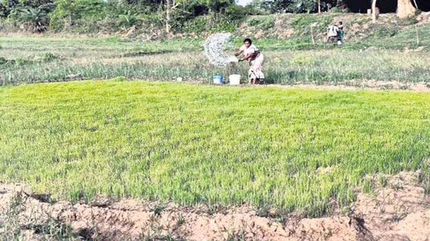 వరినారు కాపాడుకోవడానికి అన్నదాతల పాట్లు