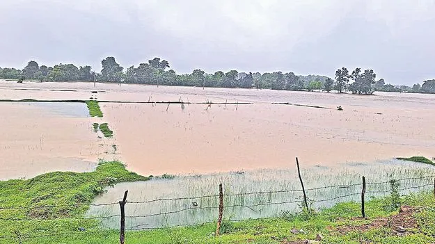 Crop Recovery: పంటలకు ఊపిరి! 