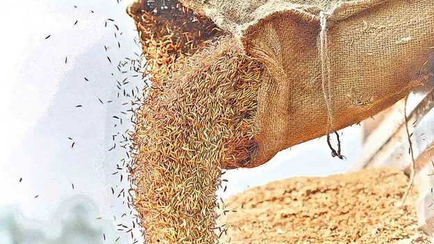 Corruption: ధాన్యం టెండర్లలో భారీ కుంభకోణం జరిగింది!