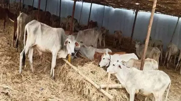 Vemulawada temple: ఆలయ గోశాలలు జాగ్రత్త!