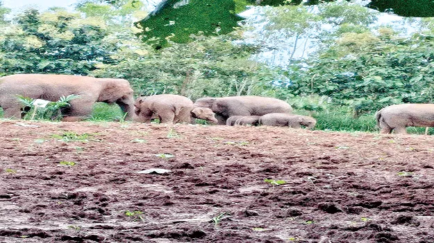  దురుబిలిలో ఏనుగుల బీభత్సం