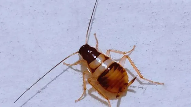 బొద్దింకలను వదిలించుకోండి ఇలా