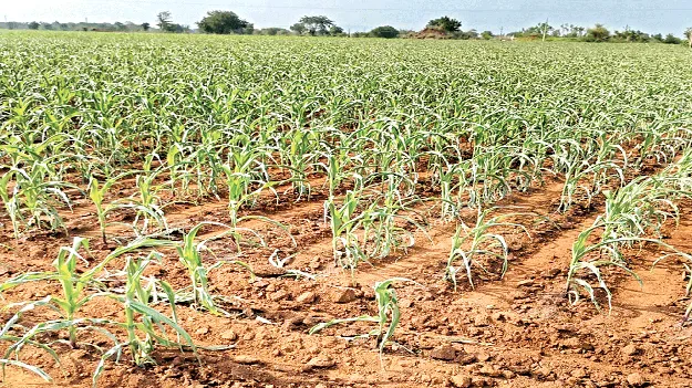 ఎండుతున్న పంటలు