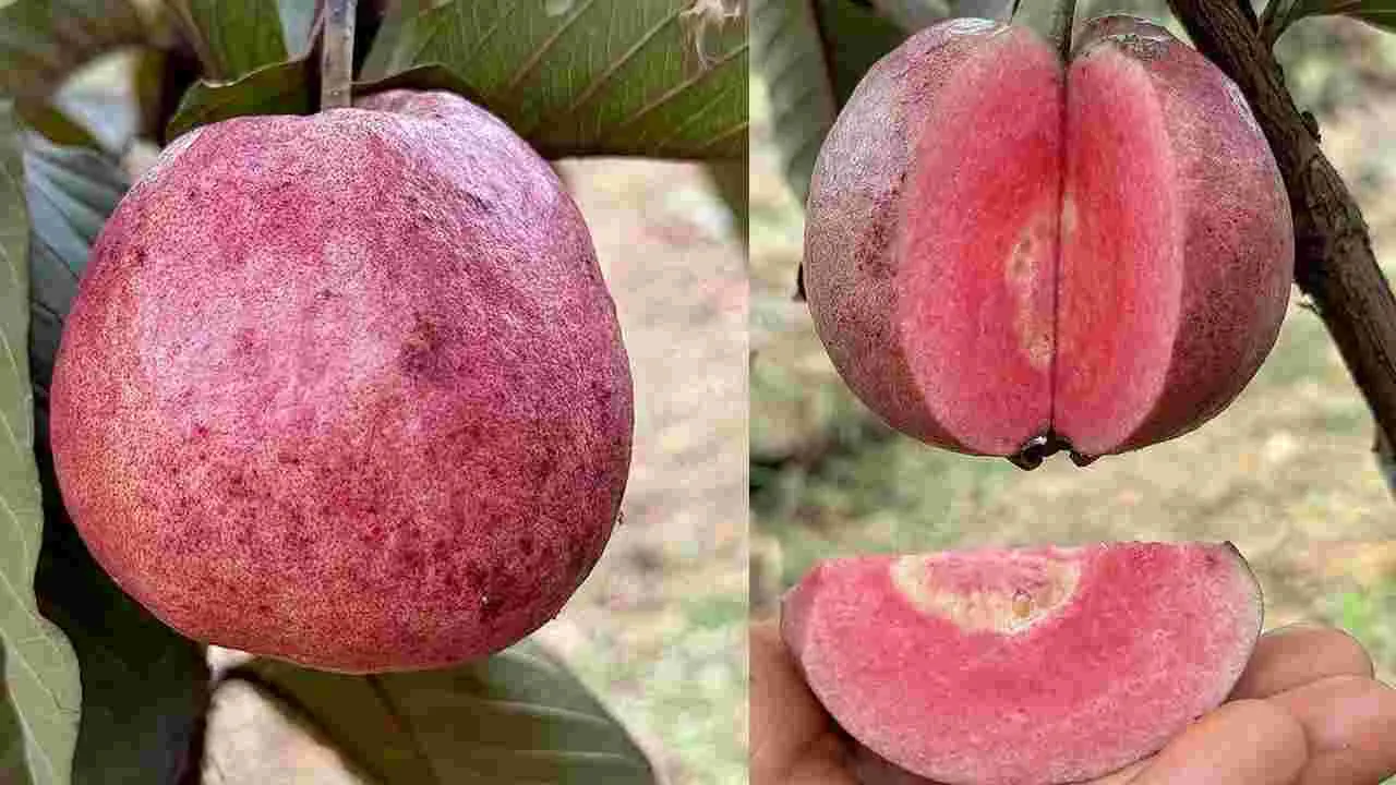 ఎర్రని ఈ పండు యాపిల్ కాదు.. మరి ఏంటంటే..!