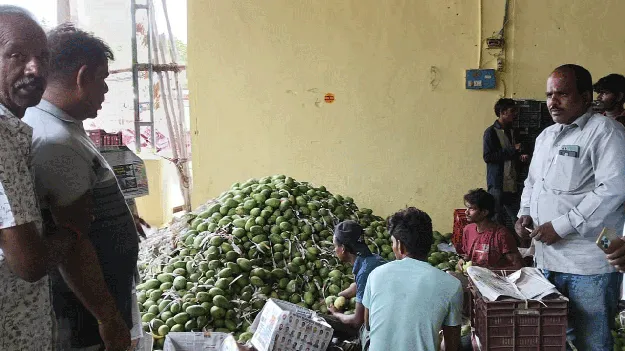 చిత్తూరు మండీలకు పోటెత్తిన కాయలు 