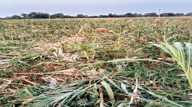 పంటలపై పందుల దాడి