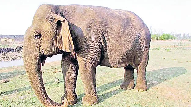 Madhya Pradesh: ఆసియాలోనే అత్యంత వృద్ధ ఏనుగు కన్నుమూత