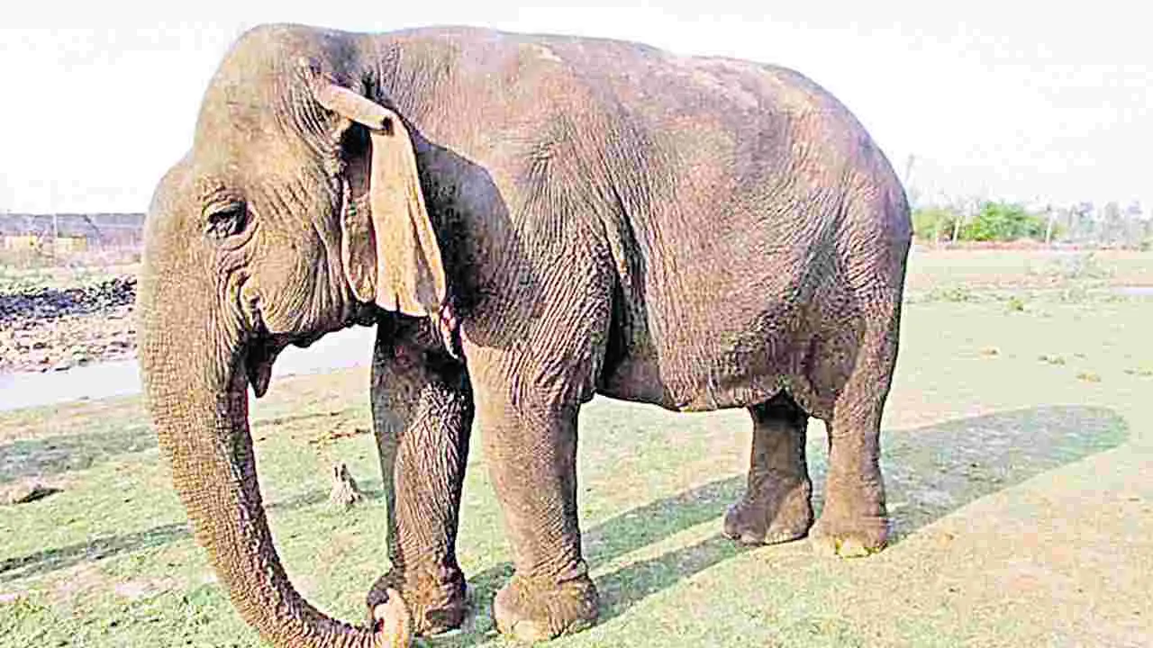 Madhya Pradesh: ఆసియాలోనే అత్యంత వృద్ధ ఏనుగు కన్నుమూత