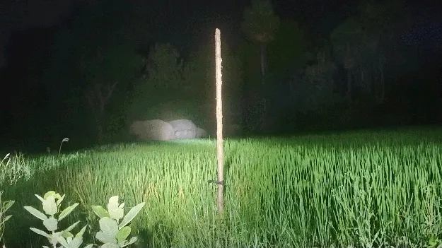 శ్రీవారిమెట్టు మార్గంలో గజ బీభత్సం 