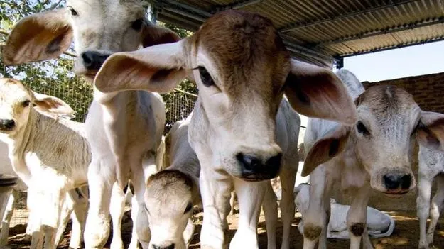 Hyderabad: ఎన్కేపల్లిలో ‘మహా’ గోశాల!