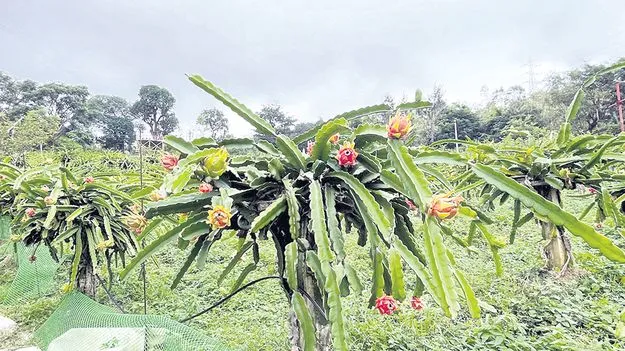 విరగ్గాసిన డ్రాగన్‌ ఫ్రూట్స్‌