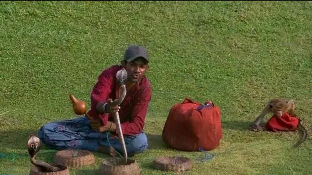 కింగ్‌ కోబ్రాలతో మ్యాచ్‌కు