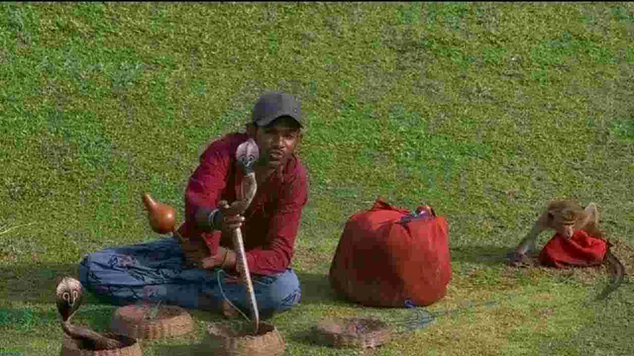 కింగ్‌ కోబ్రాలతో మ్యాచ్‌కు