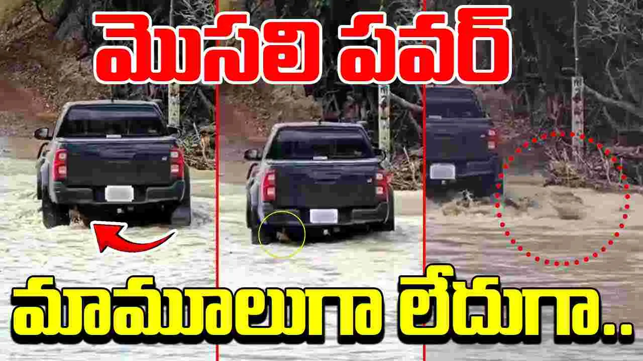 Crocodile Viral Video: నీళ్లలోని మొసలికి ఎంత పవర్ ఉంటుందో తెలుసా.. జీపు కింద పడడంతో చివరకు.. 