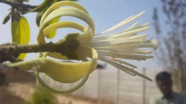 Ankol tree: వెండి మొక్క