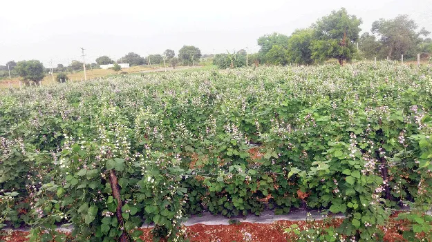 ఆదర్శం.. ఉడుగులగడ్డ తండా 