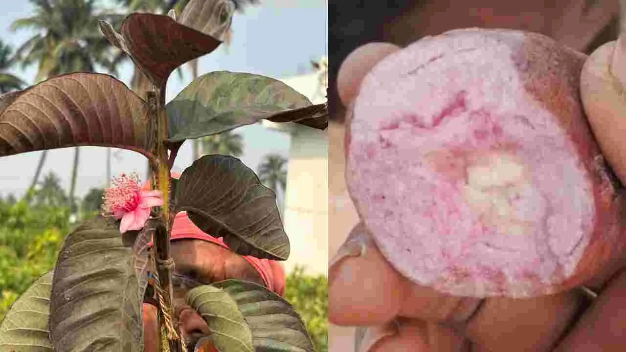 ఎర్రని ఈ పండు యాపిల్ కాదు.. మరి ఏంటంటే..!