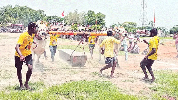 సత్తాచాటిన నంద్యాల ఎడ్లు