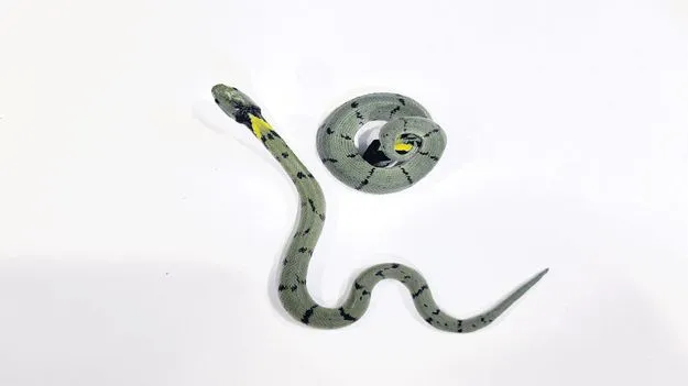 పురుడు పోసుకున్న అరుదైన పాము 