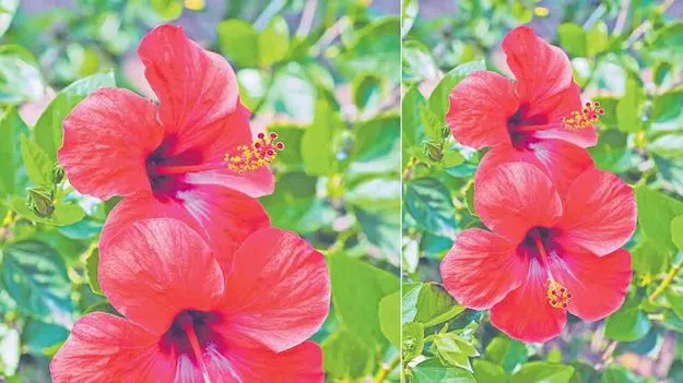 Flowers for Beauty: పువ్వులతో అందం