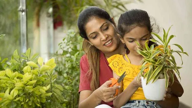 Plant Care Tips: మొక్కలు ఆరోగ్యంగా ఇలా