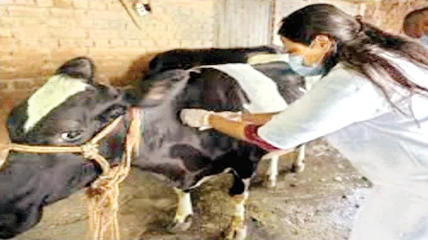 జంతువుల నుంచి ప్రాణాంతక వ్యాధులు