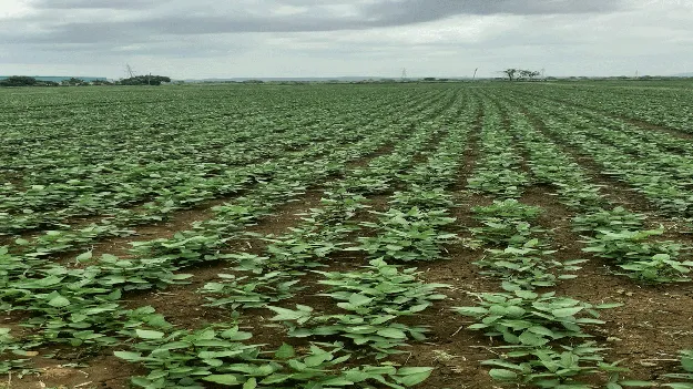 ఆరుతడి పంటలపై ఆసక్తి