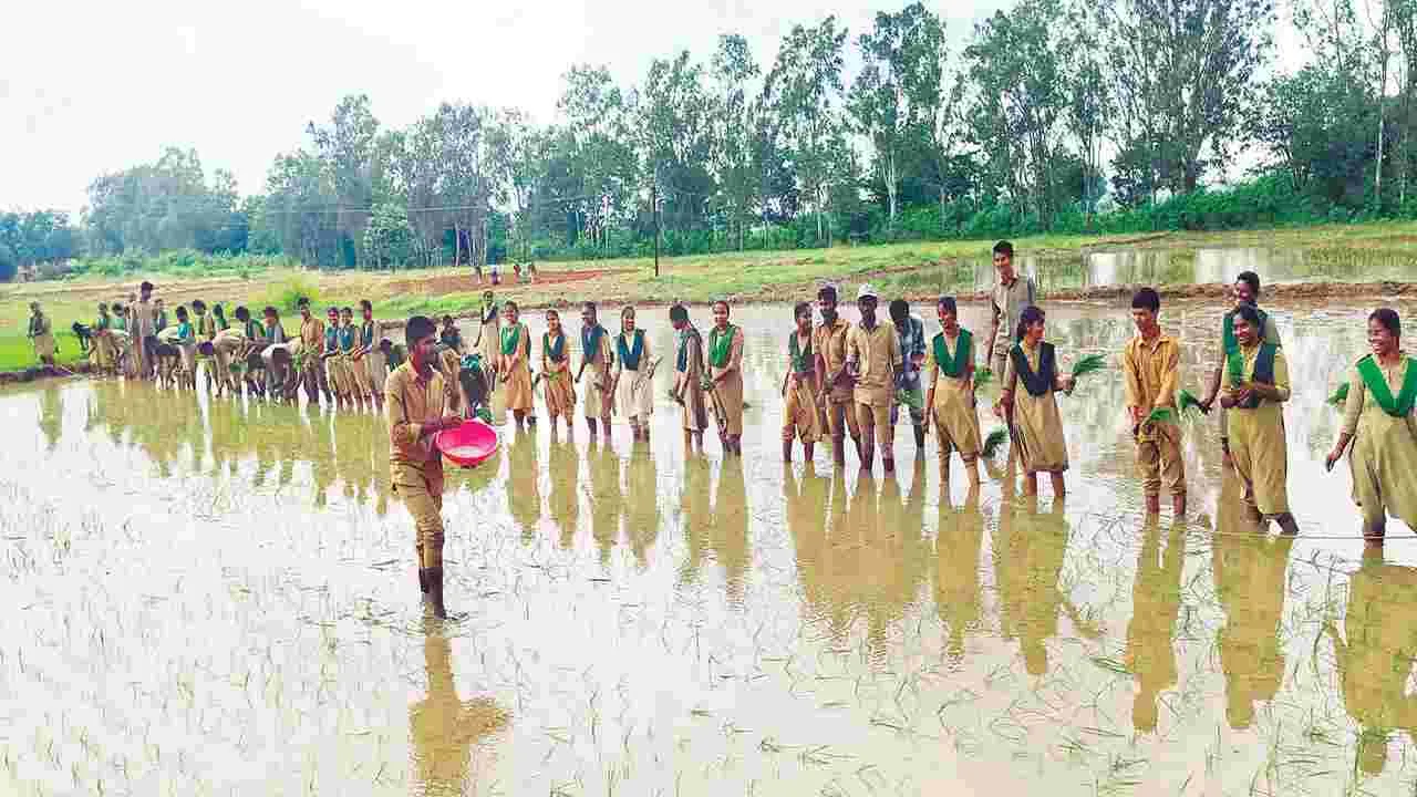 సాగుబడిలో పాఠాలు