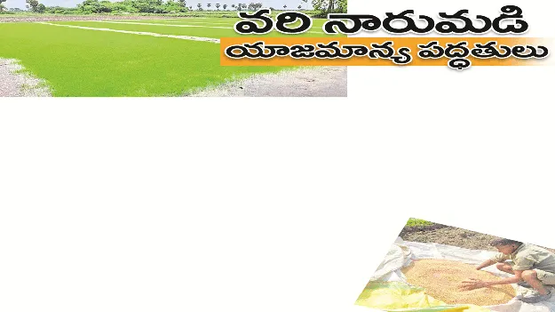 kumaram bheem asifabad- వరి నారుమడి..యాజమాన్య పద్ధతులు