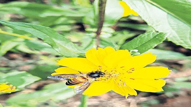 మన్యంలో అంతరించిపోతున్న తేనెటీగలు