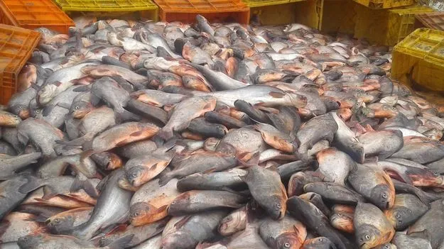 రూప్‌ చంద్‌ ధర పతనం