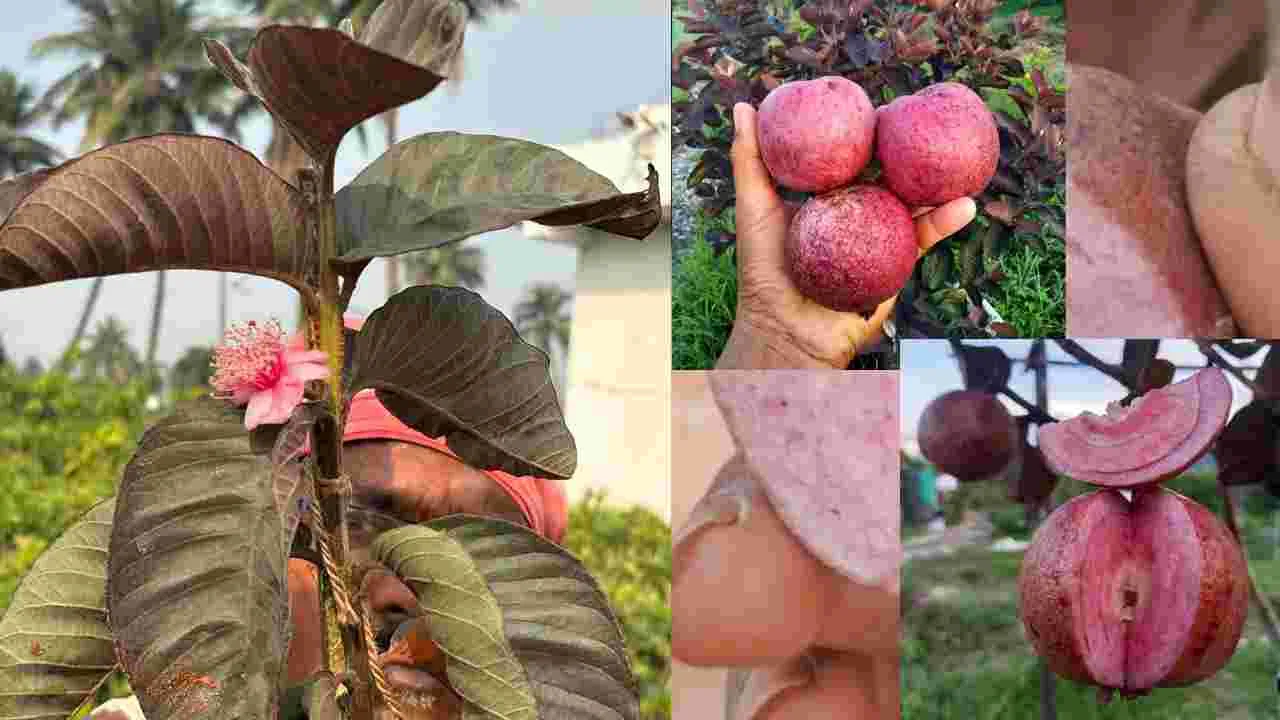 ఎర్రని ఈ పండు యాపిల్ కాదు.. మరి ఏంటంటే..!