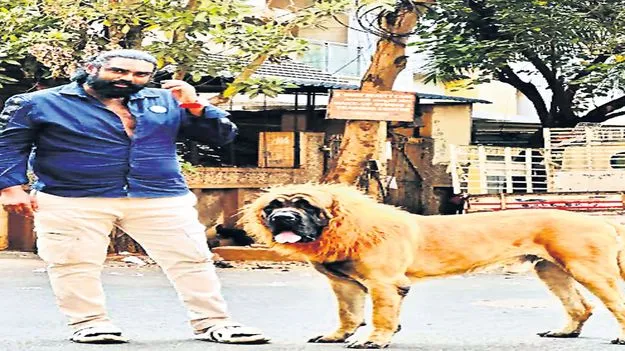 సింహాన్ని పోలిన శునకం