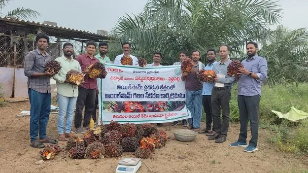కాసులు కురిపిస్తున్న  ఆయిల్‌పామ్‌ సాగు
