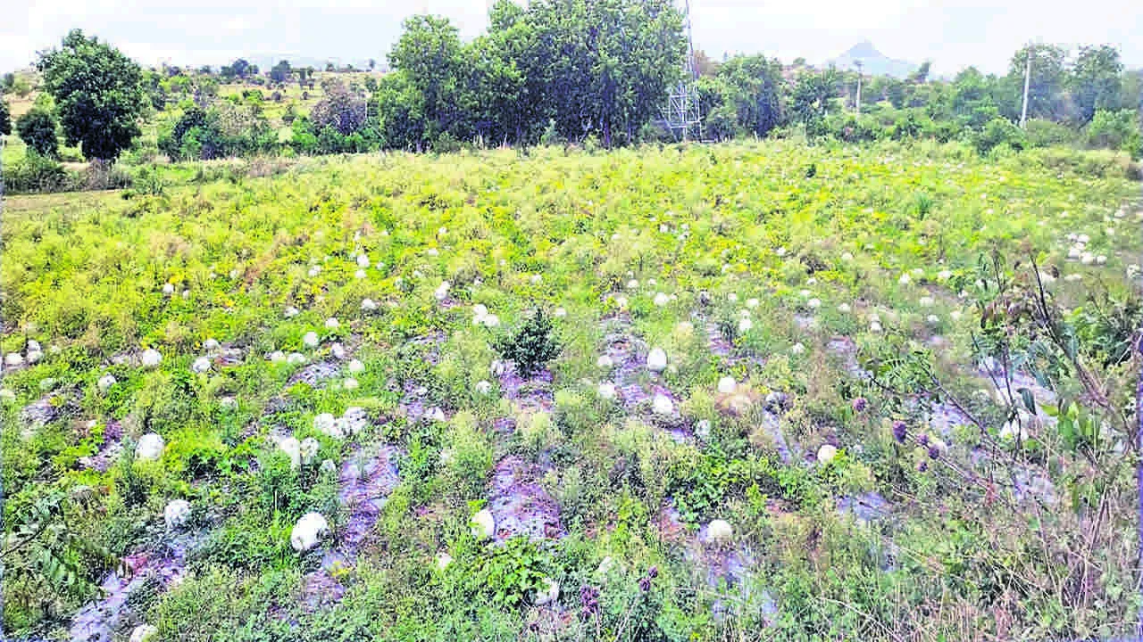 CROP: నష్టాల బాటలో బూడిద గుమ్మడి రైతులు