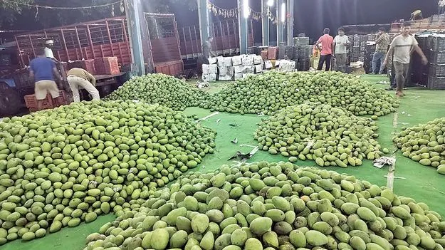 ముంచిన మామిడి!